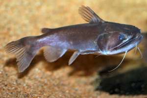 Reportan “bagres sapo” en costas de Maldonado