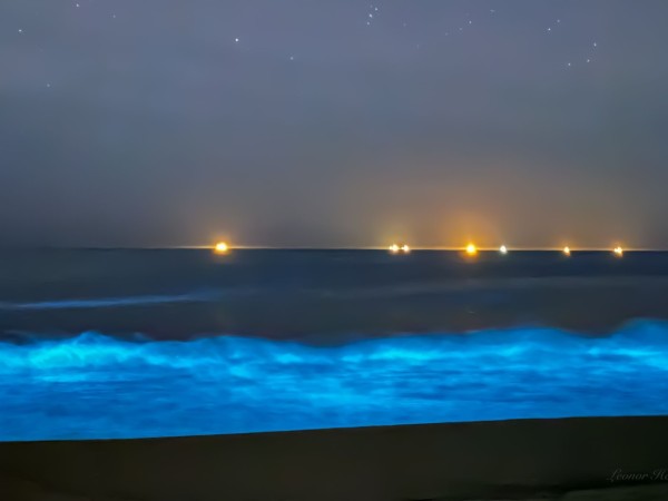 Recursos acuáticos aclara que las "noctilucas" verificadas en playas de Maldonado no están asociadas a la marea roja y no impiden bañarse