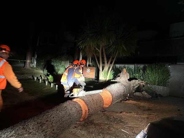 Temporal: un árbol de grandes dimensiones cayó sobre una vivienda en Rincón del Indio
