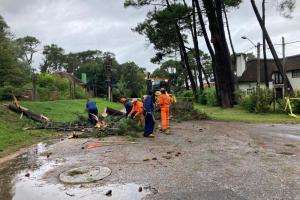 Cuadrillas municipales retiraron árboles caídos en la zona de Pinares