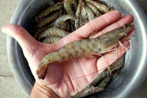Dinara estableció medidas de ordenamiento y conservación ante zafra de captura de camarón