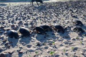 Denuncian matanza de tortugas en Playa Verde