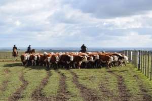 En San Carlos, Pan de Azúcar y Aiguá comienza vacunación contra la aftosa