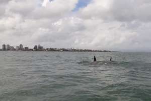 Orcas llegaron a Punta del Este y dieron espectáculo