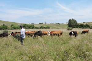 CALAI coloca ración fuera de la región y adquirió 180 hás. del INC