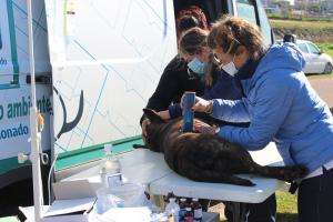 IDM evalúa protocolo sanitario para el posible retorno de las castraciones caninas