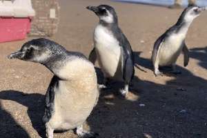 Liberaron animales en Playa Mansa