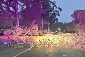 Cerca de 20 árboles cayeron como consecuencia de vientos de 100 km/h