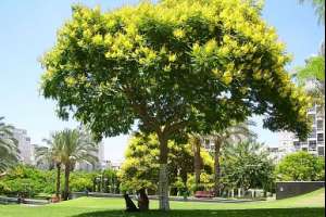 Embajadora Británica plantará árbol junto al intendente Antía por los 95 años de la Reina Isabel II