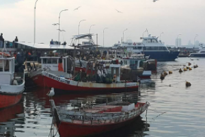 Ordenan la zafra del "mingo" en el puerto