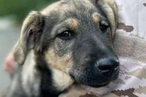 Para castrar animales el dueño debe estar presente