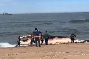 Operativo en Punta Negra para sepultar a ballena