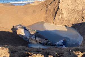 Ballena de 25 toneladas fue sepultada en Punta Negra