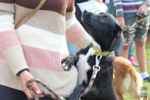 Castraciones caninas: este viernes habrá castraciones caninas en Maldonado y el servicio será exclusivo por agenda