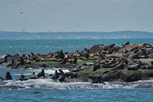 Elinger pidió que se controle la caza y venta de lobos marinos