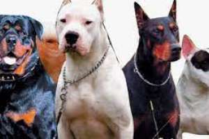 Sin solución, por el momento, para el problema de los perros sueltos en Punta del Este