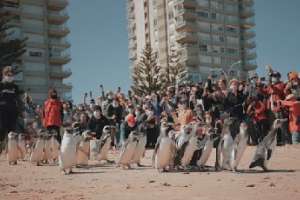 Veintitrés pingüinos rehabilitados por SOCOBIOMA fueron liberados en la Mansa