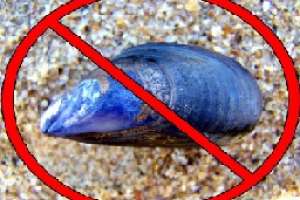 DINARA impone veda por marea roja a mejillones de Maldonado