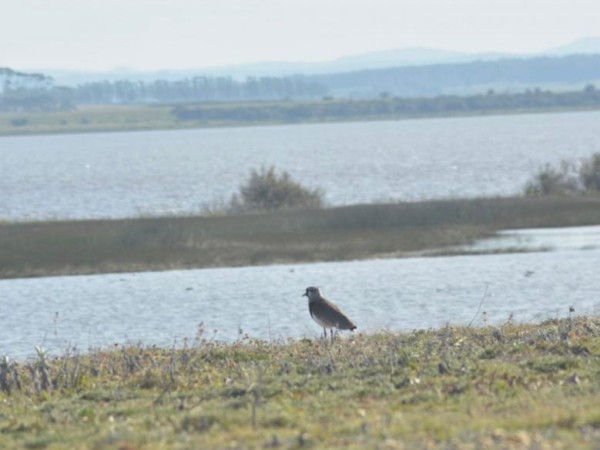 Vecinos denuncian gran proliferación de plantas acuáticas en Laguna Garzón