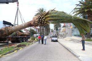 Punta del Este recupera las palmeras de calle 11: las declararán patrimonio