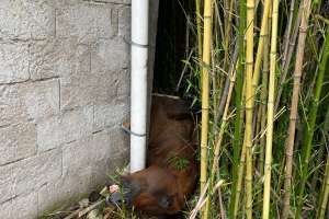 Bomberos y máquina municipal rescatan esquino atrapado en un predio en San Carlos