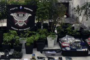 policía incauta más de 15 kilos y 109 plantas de marihuana en maldonado nuevo