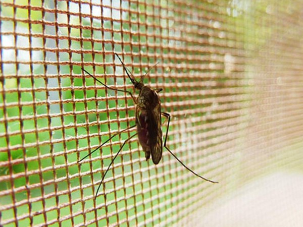 La intendencia de Maldonado dispone fumigación puntual frente al avance de los mosquitos