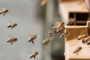 Abogado jubilado fallece por picaduras de abejas