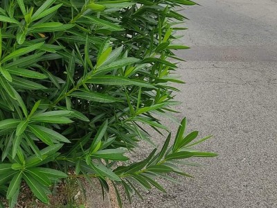 San Carlos: vecinos reclaman que arbustos de Avenida Rocha obstaculizan la visión en el tránsito