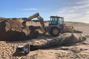 Ballena que llegó a las costas de Punta del Este está siendo sepultada esta mañana