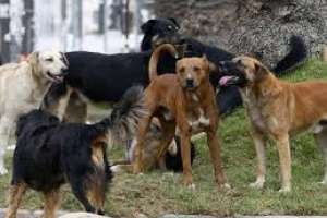 Jauría de perros atacaron una majada de ovinos y en pocos días mataron 26 ejemplares