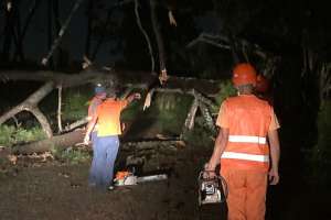 Fuerte temporal que afectó Punta del Este derribó arboles e interrumpió el tránsito en varias vías