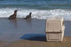 S.O.S Rescate de Fauna Marítima encara limpieza y liberación de lobos marinos en Punta Colorada