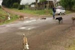 Mattos anunció decreto sobre animales en la vía pública y $ 4 millones para castraciones