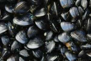 Mejillones de Maldonado se pueden consumir pero bivalvos de Rocha no.
