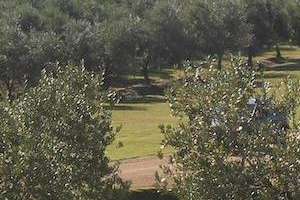 Maldonado estimula la producción de vid y olivos como complemento del turismo de "sol y playa"