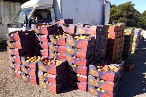 Incautaron contrabando de más de $ 1 millón de pesos de frutas y verduras brasileñas