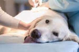 Plan de castraciones caninas planea realizar unas 8000 operaciones en el año 2022