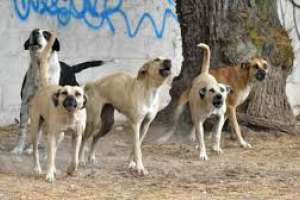 Edil reclamó aplicación de severas sanciones y multas a propietarios de perros que atacan a los ovinos generando pérdidas muy importantes