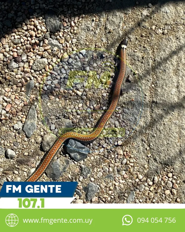 Encontraron una cule...