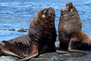 Nacimientos de leones marinos es estable en Isla de Lobos y crece en Cabo Polonio