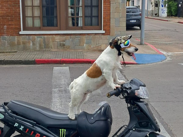 Akira: la perra que anda en moto y tiene cuenta de Instagram