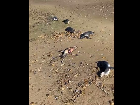 pingüinos muertos, costas de maldonado, Rescate Fauna Marina,