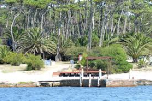 Plantarán 1.400 pinos en Isla Gorriti para generar un gran parque con otras mejoras