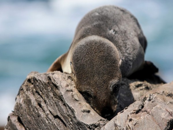 maldonado, gripe aviar, isla de lobos, lobos muertos,