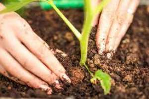 Maldonado y Punta del Este firmarán proyecto "Sembrando Nuestra Huerta"