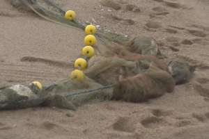 Decenas de pingüinos y una  ballena muertos fueron ubicados en la costa de Maldonado