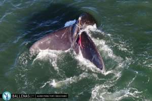 Una ballena lucha por zafarse de una red enfrente a la Laguna de José Ignacio