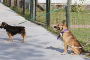 Desde este miércoles se inicia nuevo programa de castraciones caninas en Maldonado, San Carlos y Piriápolis