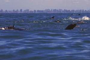 Entregaron  a Lacalle Pou informes científicos que respaldan crear dos nuevas áreas marinas protegidas